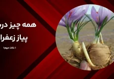 پیاز زعفران