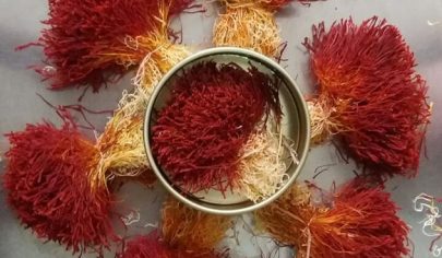 زعفران دخترپیچ چیست